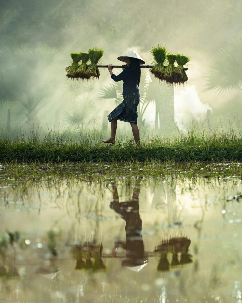 Farmer carrying rice seedlings across misty farmland early in the morning.